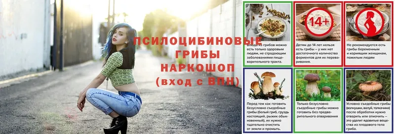 Псилоцибиновые грибы Psilocybe  Купино 